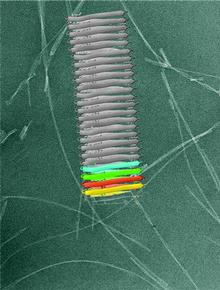 03782research-prion_s