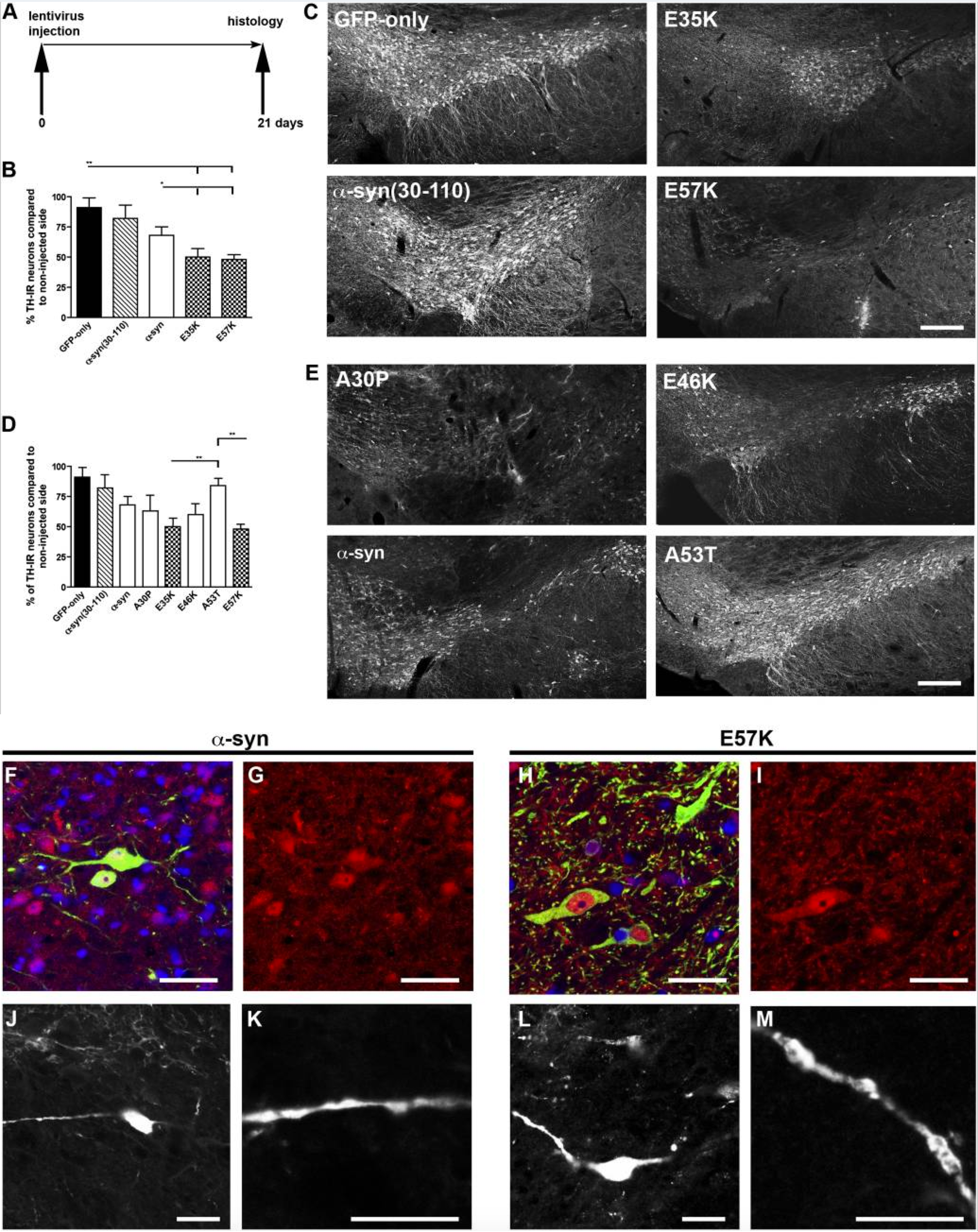 Toxicity of alpha synuclein