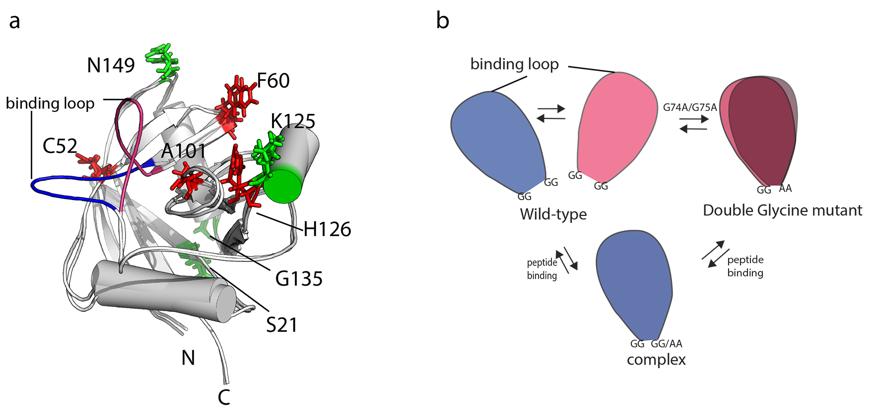 Enlarged view: Protein conformational dynamics and function